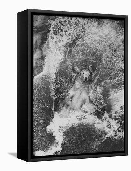 Polar Bear in Splash of Water-null-Framed Stretched Canvas