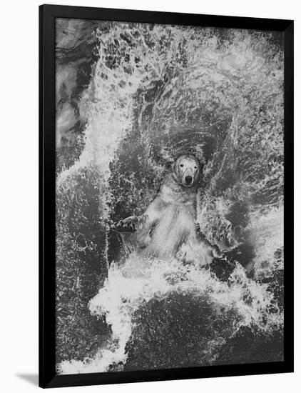 Polar Bear in Splash of Water-null-Framed Photographic Print