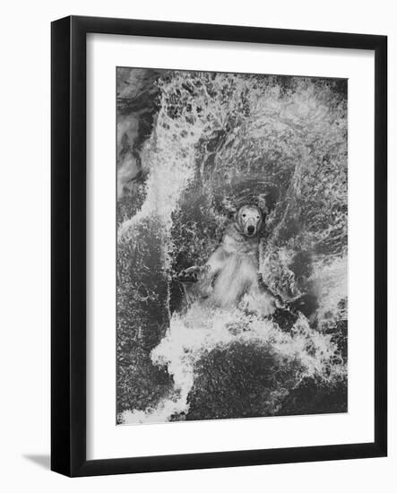 Polar Bear in Splash of Water-null-Framed Photographic Print