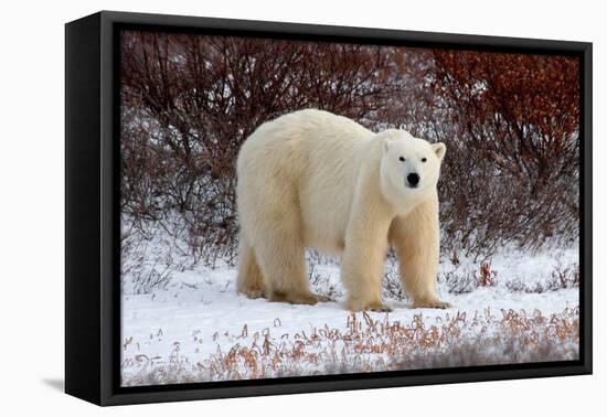 Polar Bear in the Brush-Howard Ruby-Framed Stretched Canvas