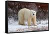 Polar Bear in the Brush-Howard Ruby-Framed Stretched Canvas