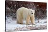Polar Bear in the Brush-Howard Ruby-Stretched Canvas