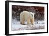 Polar Bear in the Brush-Howard Ruby-Framed Photographic Print