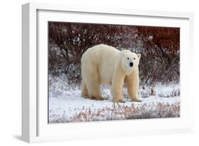 Polar Bear in the Brush-Howard Ruby-Framed Photographic Print