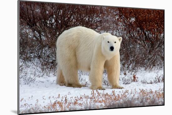 Polar Bear in the Brush-Howard Ruby-Mounted Photographic Print