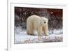 Polar Bear in the Brush-Howard Ruby-Framed Photographic Print