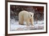 Polar Bear in the Brush-Howard Ruby-Framed Photographic Print