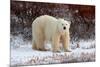 Polar Bear in the Brush-Howard Ruby-Mounted Photographic Print