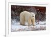 Polar Bear in the Brush-Howard Ruby-Framed Photographic Print