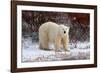 Polar Bear in the Brush-Howard Ruby-Framed Photographic Print