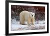 Polar Bear in the Brush-Howard Ruby-Framed Photographic Print