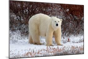 Polar Bear in the Brush-Howard Ruby-Mounted Photographic Print