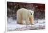 Polar Bear in the Brush-Howard Ruby-Framed Photographic Print