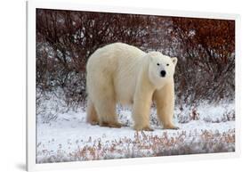 Polar Bear in the Brush-Howard Ruby-Framed Photographic Print