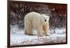 Polar Bear in the Brush-Howard Ruby-Framed Photographic Print