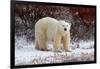 Polar Bear in the Brush-Howard Ruby-Framed Photographic Print