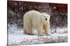 Polar Bear in the Brush-Howard Ruby-Stretched Canvas