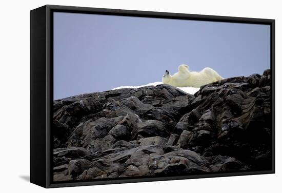 Polar Bear in the North Pole-Françoise Gaujour-Framed Stretched Canvas