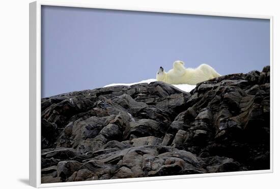 Polar Bear in the North Pole-Françoise Gaujour-Framed Photographic Print