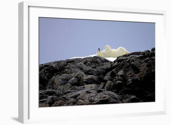 Polar Bear in the North Pole-Françoise Gaujour-Framed Photographic Print