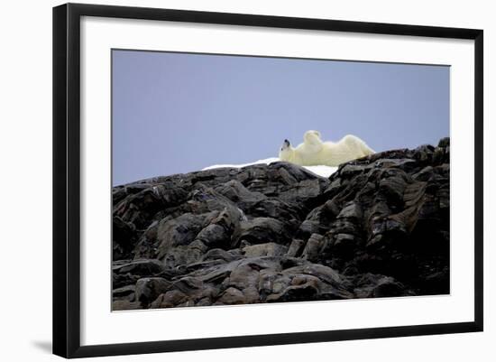 Polar Bear in the North Pole-Françoise Gaujour-Framed Photographic Print