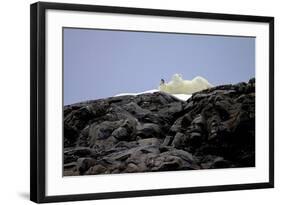 Polar Bear in the North Pole-Françoise Gaujour-Framed Photographic Print