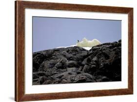 Polar Bear in the North Pole-Françoise Gaujour-Framed Photographic Print