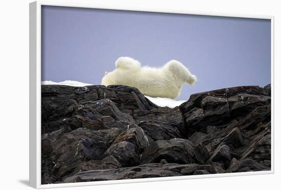 Polar Bear in the North Pole-Françoise Gaujour-Framed Photographic Print