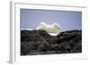 Polar Bear in the North Pole-Françoise Gaujour-Framed Photographic Print