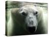 Polar Bear is Pictured under Water at the Zoo in Gelsenkirchen-null-Stretched Canvas