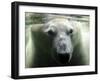Polar Bear is Pictured under Water at the Zoo in Gelsenkirchen-null-Framed Photographic Print
