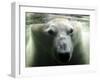 Polar Bear is Pictured under Water at the Zoo in Gelsenkirchen-null-Framed Photographic Print