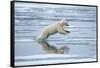 Polar Bear Jumping across Melting Pack Ice-Paul Souders-Framed Stretched Canvas