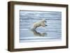 Polar Bear Jumping across Melting Pack Ice-Paul Souders-Framed Photographic Print