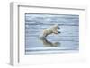 Polar Bear Jumping across Melting Pack Ice-Paul Souders-Framed Photographic Print