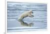 Polar Bear Jumping across Melting Pack Ice-Paul Souders-Framed Photographic Print