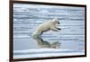 Polar Bear Jumping across Melting Pack Ice-Paul Souders-Framed Photographic Print