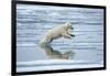 Polar Bear Jumping across Melting Pack Ice-Paul Souders-Framed Photographic Print