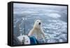 Polar Bear Leaning on Bowsprit on Ice-Paul Souders-Framed Stretched Canvas