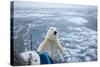 Polar Bear Leaning on Bowsprit on Ice-Paul Souders-Stretched Canvas