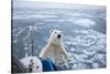 Polar Bear Leaning on Bowsprit on Ice-Paul Souders-Stretched Canvas