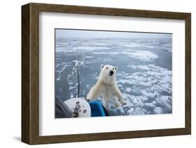 Polar Bear Leaning on Bowsprit on Ice-Paul Souders-Framed Photographic Print