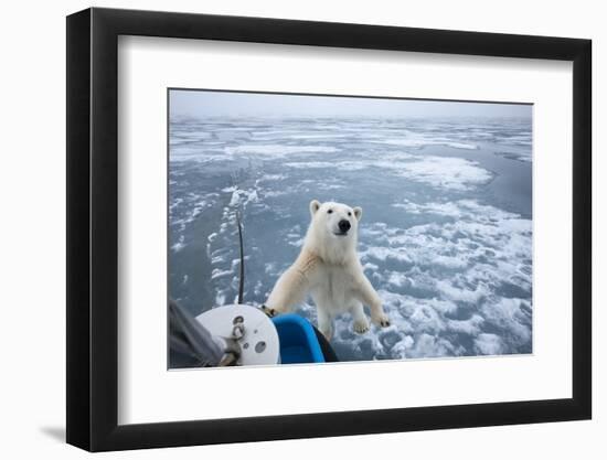 Polar Bear Leaning on Bowsprit on Ice-Paul Souders-Framed Photographic Print