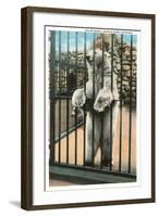 Polar Bear, Lincoln Park Zoo, Chicago, Illinois-null-Framed Art Print