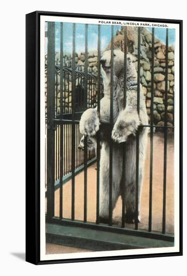 Polar Bear, Lincoln Park Zoo, Chicago, Illinois-null-Framed Stretched Canvas