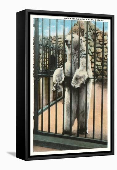 Polar Bear, Lincoln Park Zoo, Chicago, Illinois-null-Framed Stretched Canvas