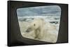 Polar Bear Looking into Boat Window, Nunavut, Canada-Paul Souders-Framed Stretched Canvas