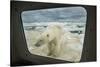 Polar Bear Looking into Boat Window, Nunavut, Canada-Paul Souders-Stretched Canvas
