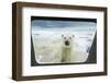 Polar Bear Looking into Boat Window, Nunavut, Canada-Paul Souders-Framed Photographic Print