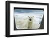 Polar Bear Looking into Boat Window, Nunavut, Canada-Paul Souders-Framed Photographic Print